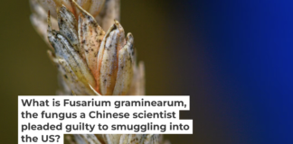 Wheat infected by Fusarium, a toxic fungus, has kernels that appear white with orange at the base. Klaus-Dietmar Gabbert/picture alliance via Getty Images